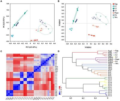 Effects of developmental stages, sex difference, and diet types of the host marmalade hoverfly (Episyrphus balteatus) on symbiotic bacteria